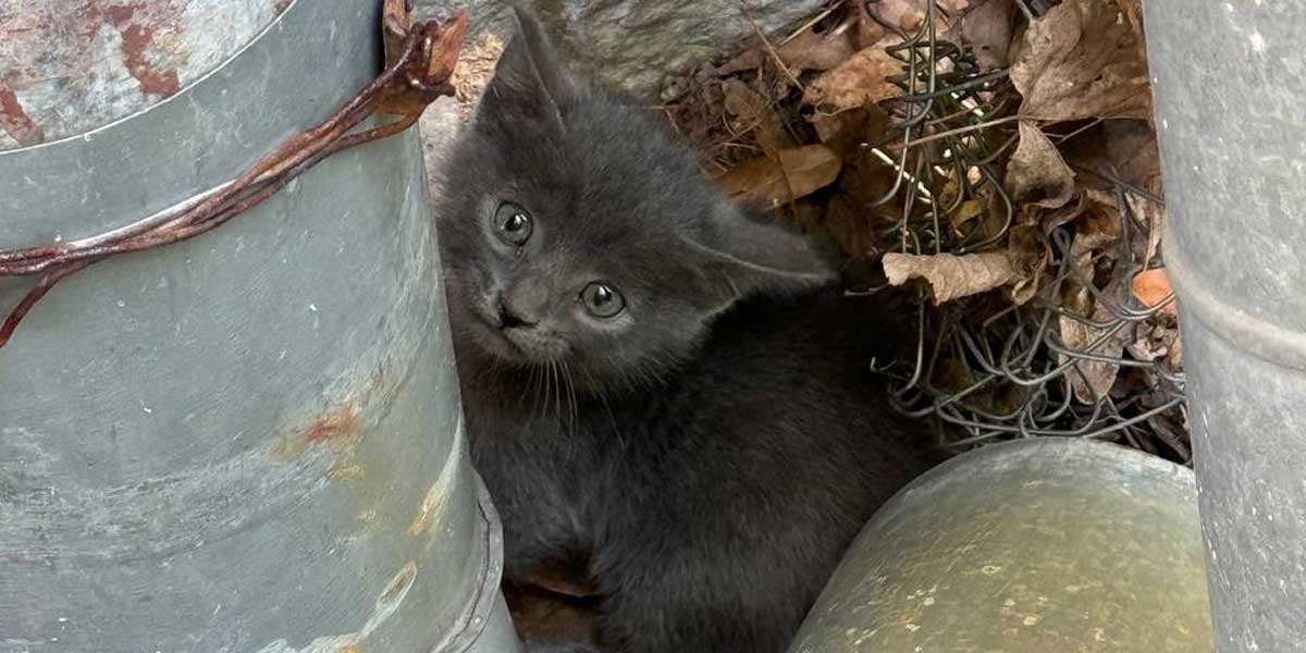 Nazywam się Szarusz